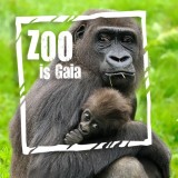 gaiazoo-gorilla-met-jong-zoo-is-gaia
