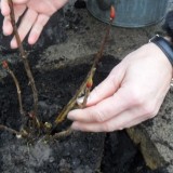 mariska van kolck plant mammaloe hortensia voor rett bij mammaoewagen buitengoed de gaard
