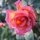 oranje boven roos geplant door anja en bas  ter gelegenheid van benoeming van anja versteeg-peters tot ridder in de orde van oranje nassau 24-4-16