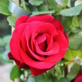 rode roos van de liefde anne-marie jung