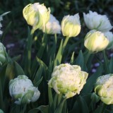 sander janson 'snow chrystal' tulpen bloeien bij buitengoed de gaard