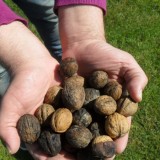 jon van eerd noten-notenboom- geplant bij buitengoed de gaard